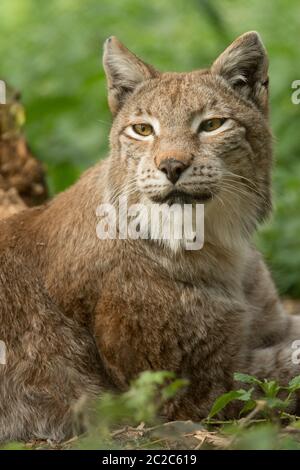 Luchs im Wald Stockfoto