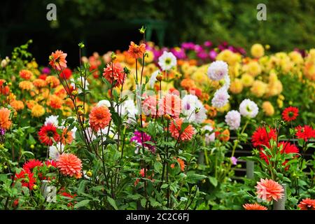 Schöne Dahlia Blume in einem botanischen Garten im Sommer Stockfoto