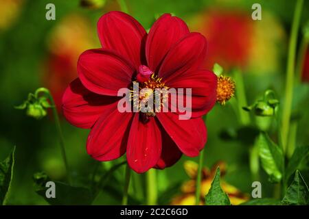 Bienen in einer wunderschönen Dahlia Blume in einem botanischen Garten Stockfoto