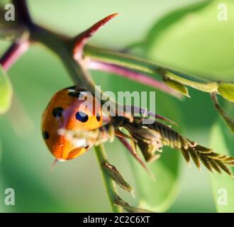 Der Ladybird sitzt auf einem farbigen Blatt. Makrofoto von Ladybug Nahaufnahme. Stockfoto