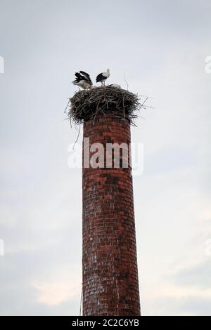 Ein Storchenpaar in ihrem Nest auf einem Schornstein Stockfoto