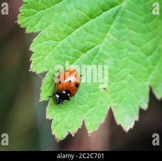 Der Ladybird sitzt auf einem farbigen Blatt. Makrofoto von Ladybug Nahaufnahme. Stockfoto