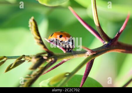 Der Ladybird sitzt auf einem farbigen Blatt. Makrofoto von Ladybug Nahaufnahme. Stockfoto