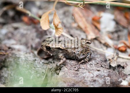 Frosch oder Unkeul zur Paarungszeit im Gestrüpp Stockfoto