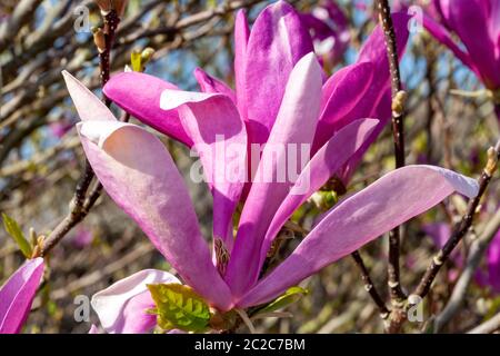 Magnolia 'Jane' ein Winterfrühlingsstrauch oder kleiner Baum Stockfoto