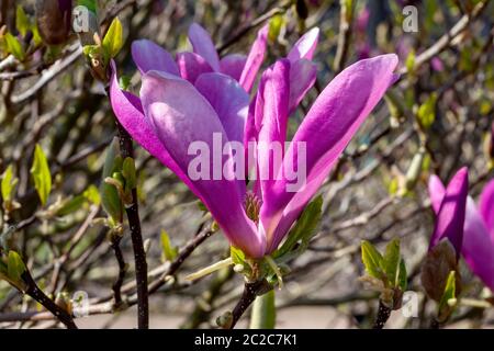 Magnolia 'Jane' ein Winterfrühlingsstrauch oder kleiner Baum Stockfoto