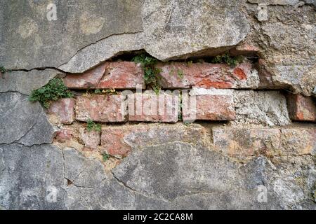 Marode Wand mit Pflanzen in der Altstadt von Karlovy Vary in der Tschechischen Republik Stockfoto