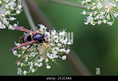 Makroaufzeichnung Medium Wespe Dolichovespula media Stockfoto