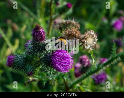 Kleine Hummel sammelt Pollen auf einer violetten Blume einer Distel Stockfoto