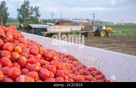 Tomaten nur verladen und an der Gondel Anhänger von Traktor abgeschleppt werden geerntet. Tomaten Jahreszeit bei Vegas del Guadiana, Spanien Stockfoto