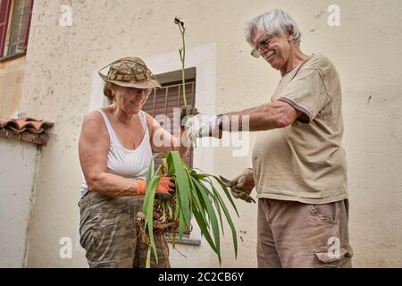 Glückliches Seniorenpaar, das zusammen im Garten arbeitet Stockfoto