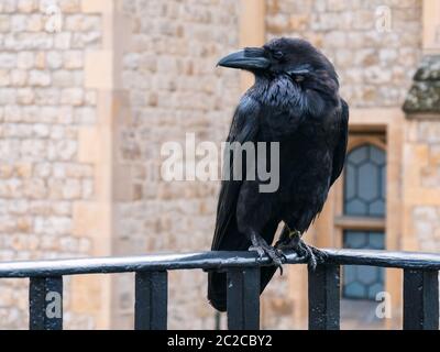 Crows Legend Tower London. Rabe am Tower of London thront auf schwarzem Eisengeländer mit Steinmauer Hintergrund. Rabe auf einem Balkon des Turms von Lond Stockfoto