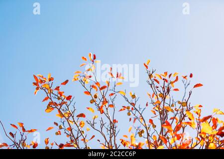 Blätter im Herbst gegen blauen Himmel Stockfoto