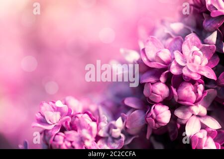 Lila Lila Blumen Hintergrund Stockfoto