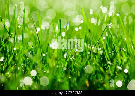 Grünes Gras mit Wassertropfen im Sonnenlicht Stockfoto