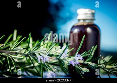 Ätherisches Rosmarinöl ( rosmarinus officinalis ) in einem kleinen Topf und blühenden Rosmarinzweigen, im Freien. Stockfoto