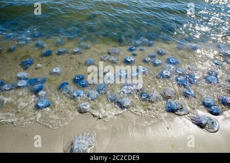 Viele Quallen lebend und tot an der Küste des Schwarzen Meeres, Ukraine Stockfoto