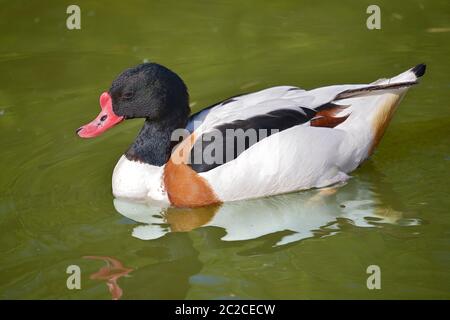 Gemeine Schelze (Tadorna tadorna) auf Wasser Stockfoto