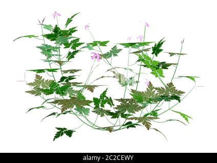 3D-Rendering für eine Herb Robert Plant oder Geranium Robertianum oder Robertiella robertiana auf weißem Hintergrund Stockfoto