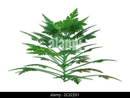 3D-Rendering für eine Herb Robert Plant oder Geranium Robertianum oder Robertiella robertiana auf weißem Hintergrund Stockfoto