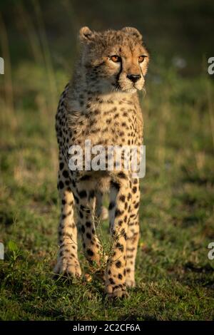 Cheetah cub mit catchlights steht im Gras Stockfoto