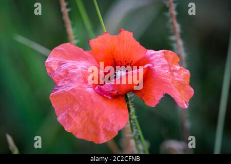 Papaver Rhoeas Trivialnamen sind Klatschmohn, Mais rose, Feld Mohn, Flandern Mohn, roter Mohn, roter Unkraut, Coquelicot Stockfoto