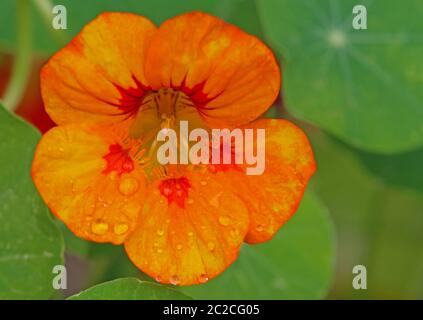 Makrobild Kapuzinerkresse Tropeolum majus Stockfoto