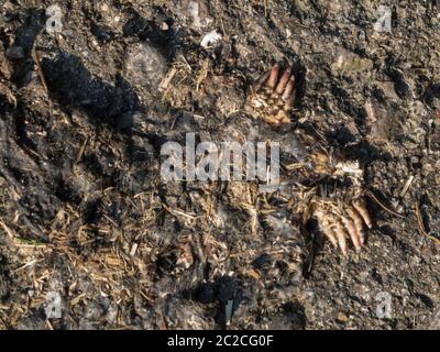 Überreste eines toten europäischen Maulwurfs (lat: Talpa europaea) auf ländlichem Asphalt in der Ansicht von oben. Stockfoto