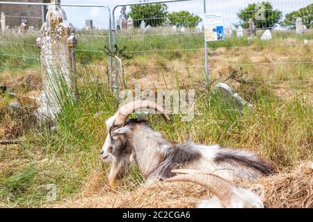 Templebreedy, Crosshaven, Cork, Irland. Juni 2020. Vier Bergziegen wurden hereingebracht, um Überwuchert um Grabsteine auf dem Tempelbreedy Friedhof außerhalb von Crosshaven in, Co. Cork, Irland, zu beseitigen. Die Kirche und der Friedhof, die auf 1788 zurückgeht, waren in den letzten Jahren überwuchert. Die Ziegen werden verwendet, um die Kirchhöfe zu beschneiden. Solche Landschaftsgestaltung ist umweltfreundlicher als die Verwendung von Strimmern und Werkzeugen, insbesondere in alten Friedhöfen mit zerbrechlichen Grabsteinen. Kredit; David Creedon / Alamy Live Nachrichten Stockfoto