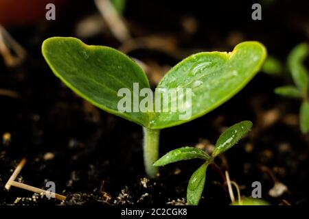 Eine Pflanze wächst im Boden Stockfoto