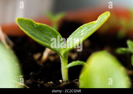 Eine Pflanze wächst im Boden Stockfoto