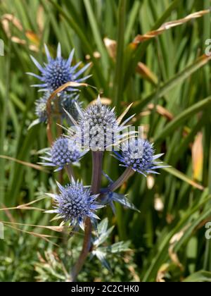 Picos Blue Sea Holly (Eryngium bourgatii) blüht neben der Promenade in Eastbourne Stockfoto