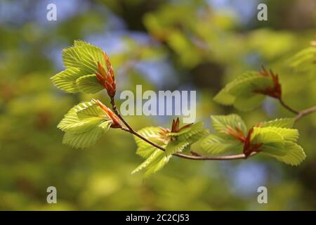 Zweig der Rotbuche Fagus sylvatica mit jungen Laubblättern nach dem Blätterausbruch Stockfoto