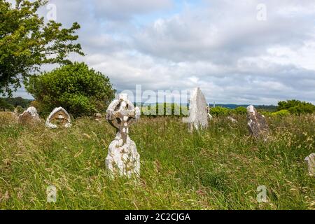 Templebreedy, Crosshaven, Cork, Irland. Juni 2020. Der überwucherte alte Friedhof in Templebreedy, Crosshaven, Co. Cork, Irland, wo vier Bergziegen hereingebracht wurden, um das Überwuchern um Grabsteine zu beseitigen. Die Kirche und der Friedhof, die auf 1788 zurückgeht, waren in den letzten Jahren überwuchert. Die Ziegen werden verwendet, um die Kirchhöfe zu beschneiden. Solche Landschaftsgestaltung ist umweltfreundlicher als die Verwendung von Strimmern und Werkzeugen, insbesondere in alten Friedhöfen mit zerbrechlichen Grabsteinen. Kredit; David Creedon / Alamy Live Nachrichten Stockfoto