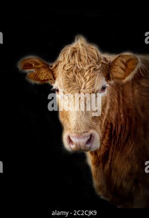Ein Porträt einer Kuh vor schwarzem Hintergrund Stockfoto
