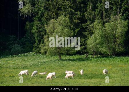 Im Naturschutzgebiet Unteres Helletal, bei Elkeringhausen, Kreis Winterberg, Hochsauerlandkreis, Landschaft des Sauerlandes, NRW, Deutschland Stockfoto