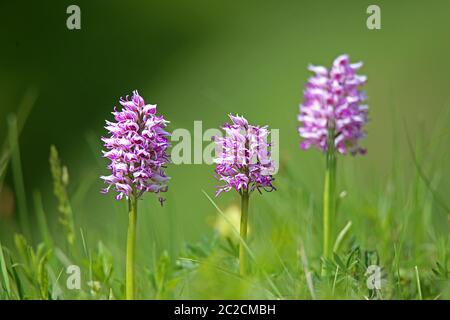Drei blühende Affenjungen-Culer Orchis simia aus Schelinger Kirchberg in Kaiserstuhl Stockfoto