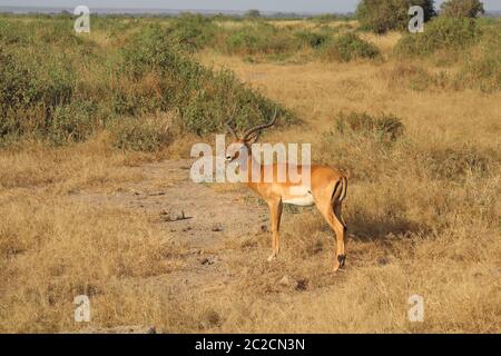 Impala in der Savanne von Amboseli Stockfoto