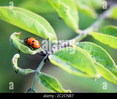 Der Ladybird sitzt auf einem farbigen Blatt. Makrofoto von Ladybug Nahaufnahme. Stockfoto