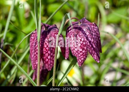 Fritillaria meleagris allgemein bekannt als Schlangenkopf Fritillary eine gemeinsame Frühlingsblühbirne Pflanze Stockfoto