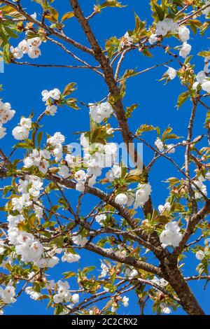 Prunus 'Shirotae' ein weiß rosa Blütenstrauch oder kleiner Baum, der allgemein als Fuji-Kirsche bekannt ist Stockfoto