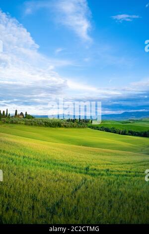 Wunderschöne Grüns in der Landschaft und mit Licht bemalt. Stockfoto
