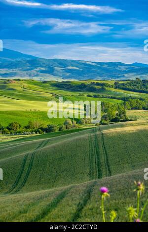 Wunderschöne Grüns in der Landschaft und mit Licht bemalt. Stockfoto