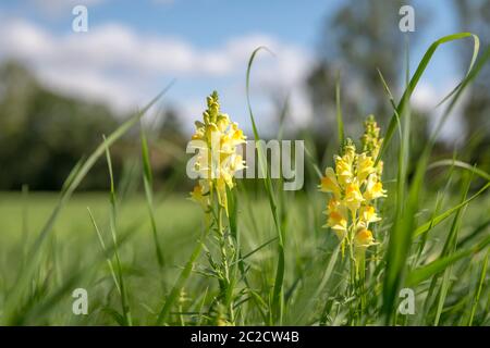 Gelb-weiß Dactylorhiza insularis Blumen zwischen grünen Gras gegen den blauen Himmel verschwommen Stockfoto
