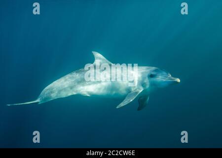 Flaschendelfin im Indischen Ozean Südafrika. Stockfoto