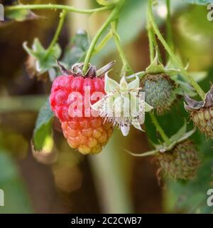 beeren unreifen Himbeeren auf einem Zweig in der Nähe Stockfoto