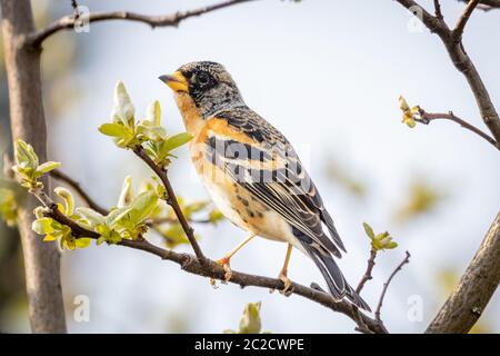 Bergfink (Fringilla montifringilla) Stockfoto