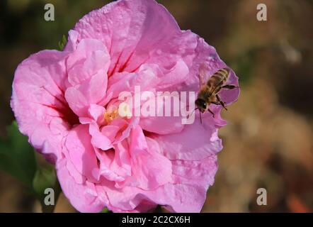 Honigbiene sitzt auf einer rosa Blüte der Rosenmalbe Stockfoto