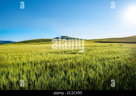 Wunderschöne Grüns in der Landschaft und mit Licht bemalt. Stockfoto