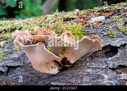 Dryaden Sattel Polyporus squamosus wächst auf Buche log, Wald, Gloucestershire Stockfoto